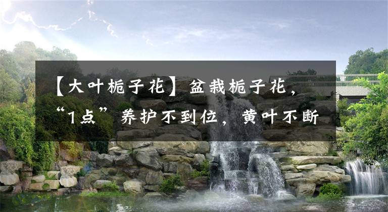 【大叶栀子花】盆栽栀子花，“1点”养护不到位，黄叶不断，难开花，切记要规避