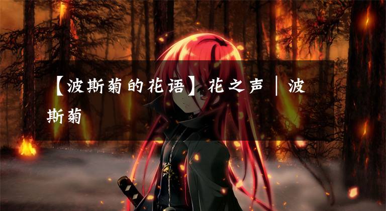 【波斯菊的花语】花之声｜波斯菊