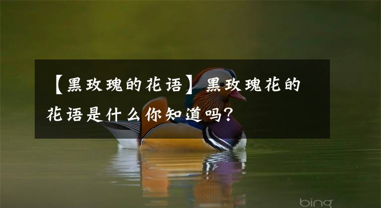 【黑玫瑰的花语】黑玫瑰花的花语是什么你知道吗？