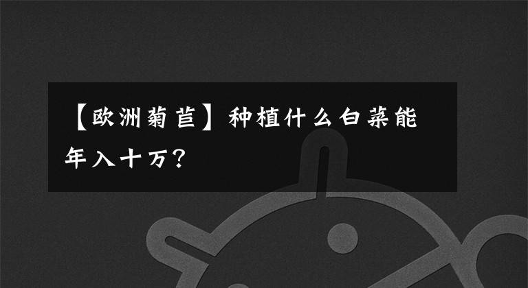 【欧洲菊苣】种植什么白菜能年入十万？
