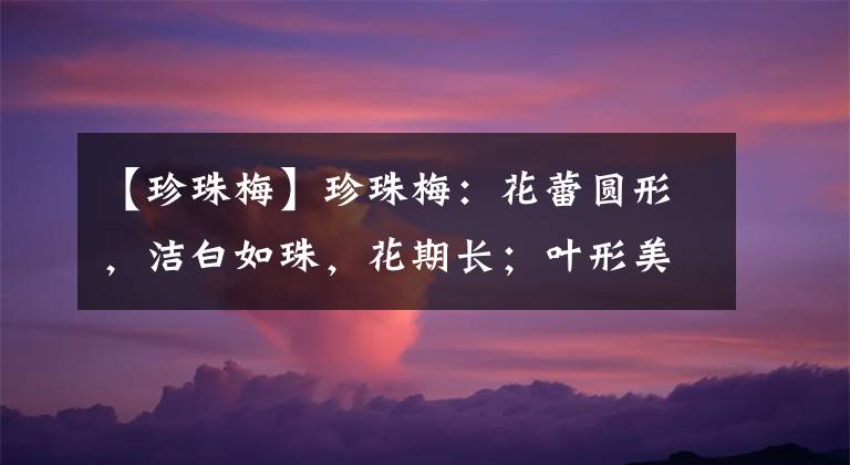 【珍珠梅】珍珠梅：花蕾圆形，洁白如珠，花期长；叶形美丽，秋叶黄艳