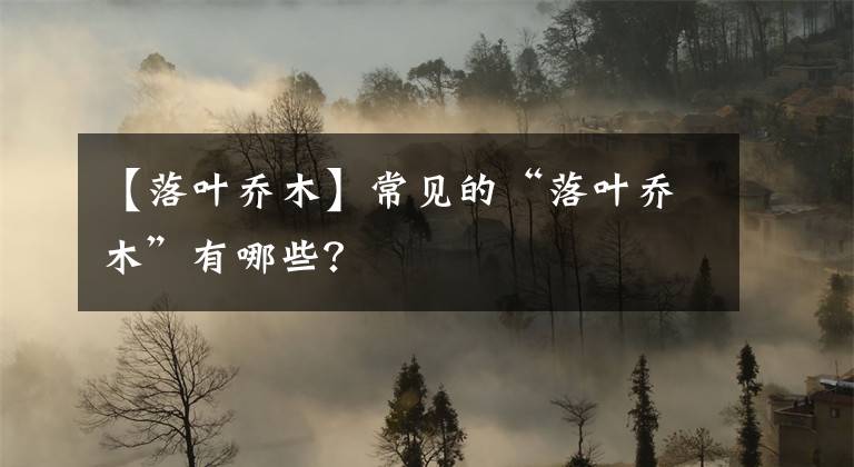 【落叶乔木】常见的“落叶乔木”有哪些？