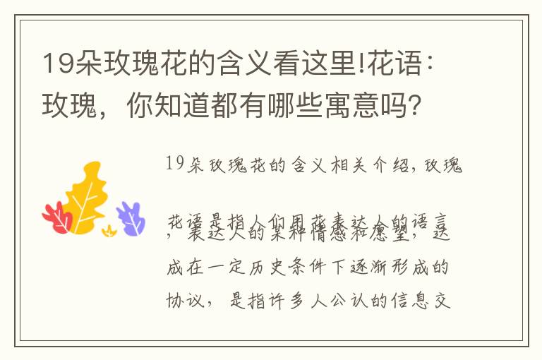 19朵玫瑰花的含义看这里!花语：玫瑰，你知道都有哪些寓意吗？