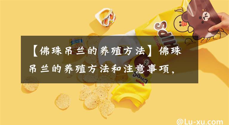 【佛珠吊兰的养殖方法】佛珠吊兰的养殖方法和注意事项，4个要点，长成绿瀑布