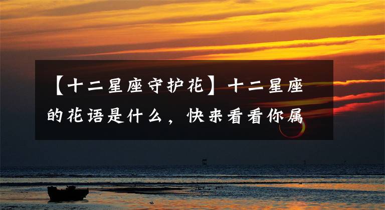 【十二星座守护花】十二星座的花语是什么，快来看看你属于什么花？