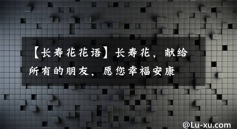 【长寿花花语】长寿花，献给所有的朋友，愿您幸福安康