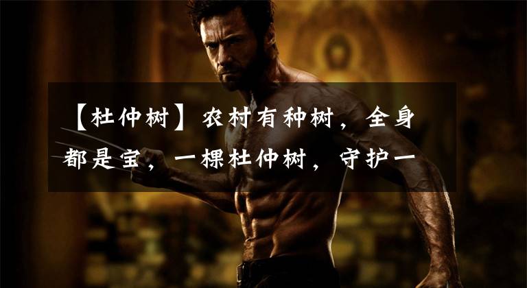 【杜仲树】农村有种树，全身都是宝，一棵杜仲树，守护一方人！