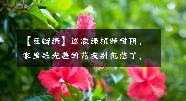 【豆瓣绿】这款绿植特耐阴，家里采光差的花友别犯愁了，养1盆养眼又养身
