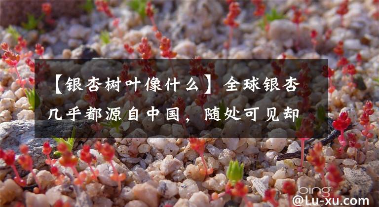 【银杏树叶像什么】全球银杏几乎都源自中国，随处可见却“濒危”，野生银杏几断层