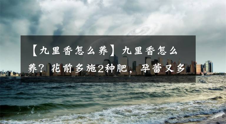 【九里香怎么养】九里香怎么养？花前多施2种肥，孕蕾又多又饱满，一夜花开香九里
