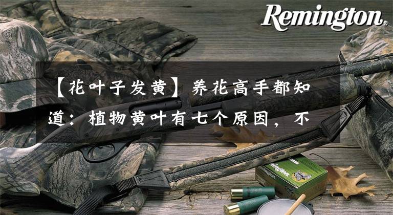 【花叶子发黄】养花高手都知道：植物黄叶有七个原因，不注意不行，发现后赶紧改