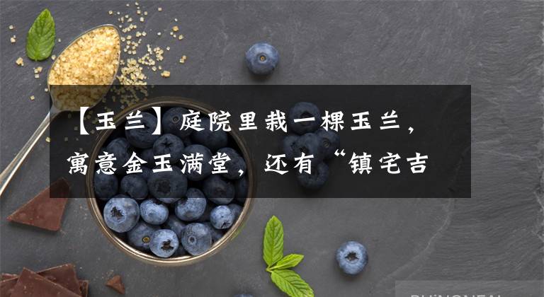 【玉兰】庭院里栽一棵玉兰，寓意金玉满堂，还有“镇宅吉利”好兆头