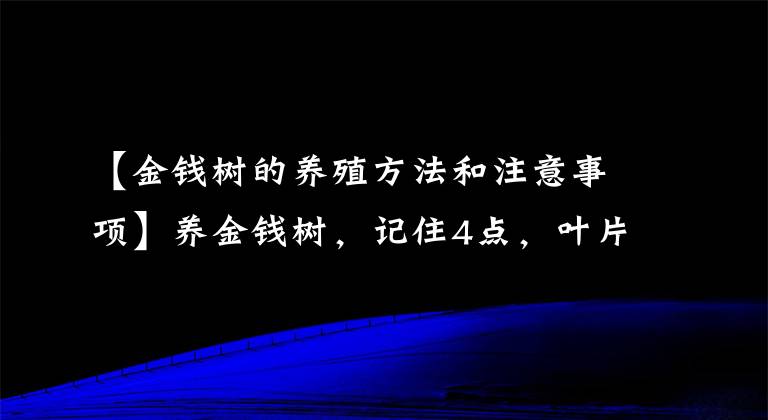 【金钱树的养殖方法和注意事项】养金钱树，记住4点，叶片疯长，嫩叶蹭蹭冒，长到爆盆，吉祥招财