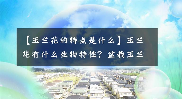 【玉兰花的特点是什么】玉兰花有什么生物特性？盆栽玉兰花花卉盆景栽培技术