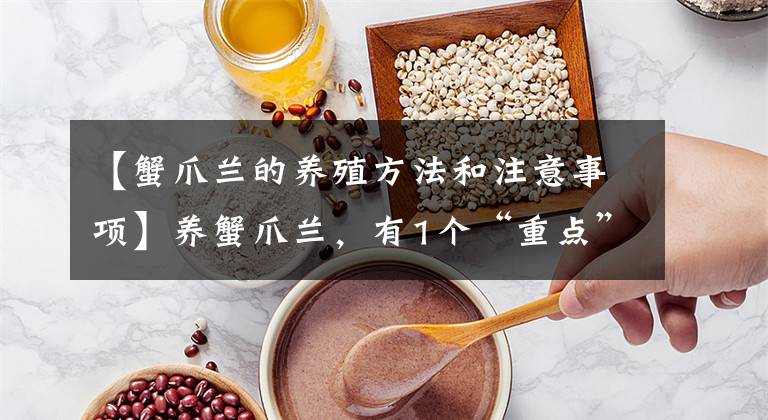 【蟹爪兰的养殖方法和注意事项】养蟹爪兰，有1个“重点”，状态好，开花更美更多，顺利过夏天