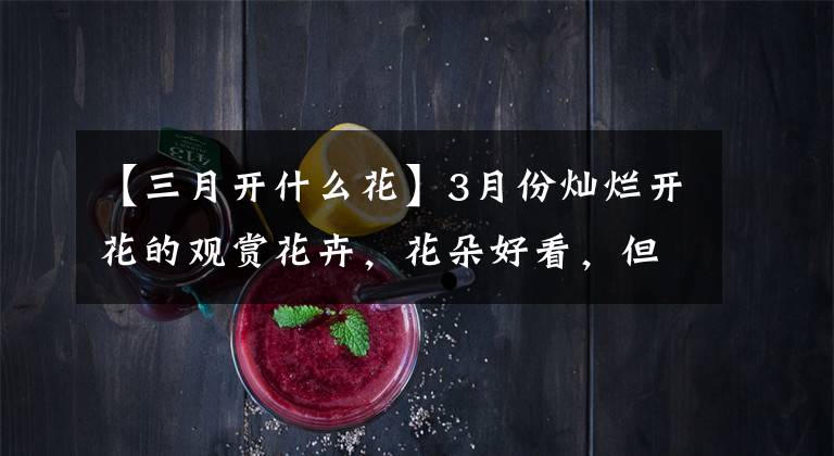 【三月开什么花】3月份灿烂开花的观赏花卉，花朵好看，但并非每一种都适合你
