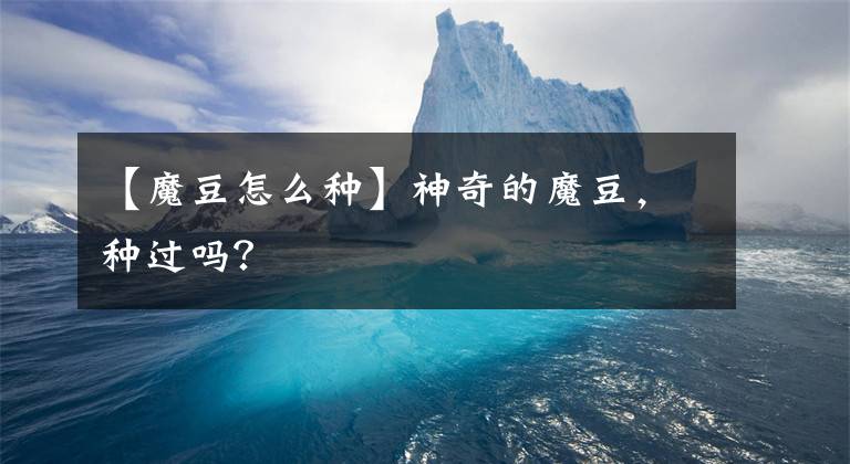 【魔豆怎么种】神奇的魔豆，种过吗？