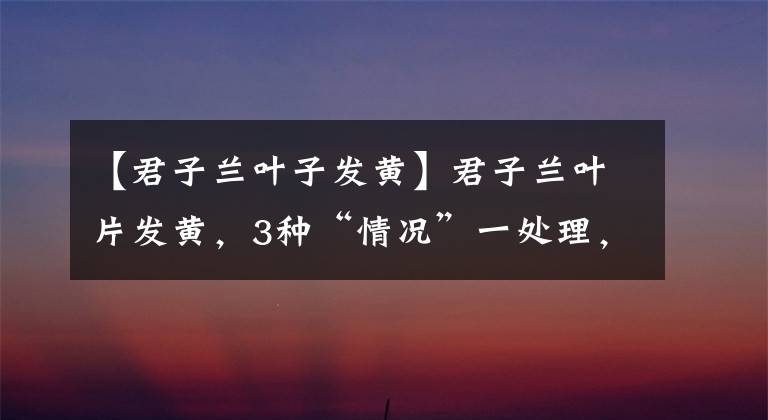 【君子兰叶子发黄】君子兰叶片发黄，3种“情况”一处理，恢复油绿，开满花