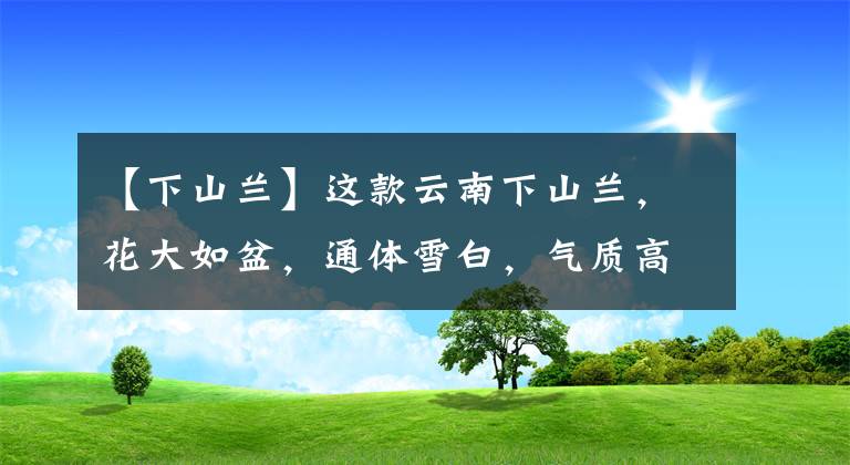 【下山兰】这款云南下山兰，花大如盆，通体雪白，气质高雅，让人过目不忘
