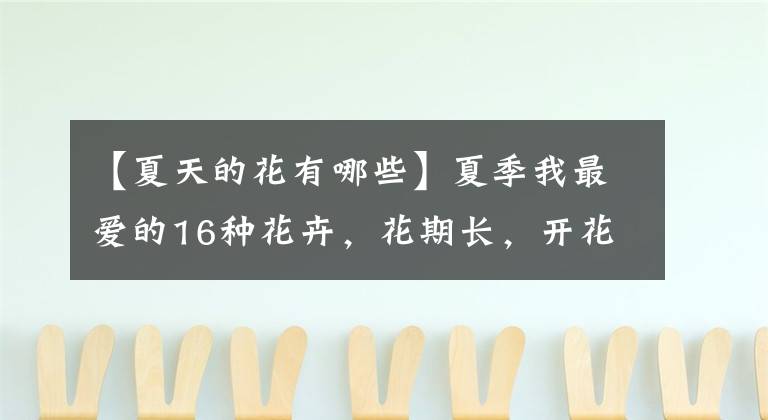 【夏天的花有哪些】夏季我最爱的16种花卉，花期长，开花超级漂亮