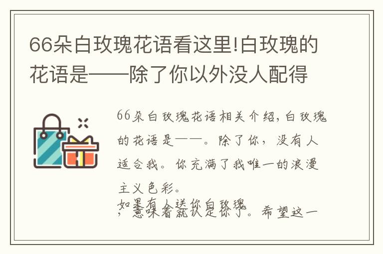 66朵白玫瑰花语看这里!白玫瑰的花语是——除了你以外没人配得上我