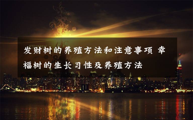 发财树的养殖方法和注意事项 幸福树的生长习性及养殖方法