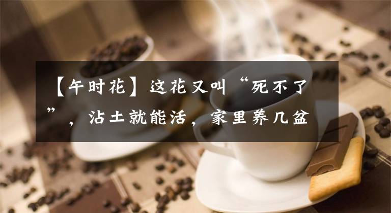 【午时花】这花又叫“死不了”，沾土就能活，家里养几盆，轻松养爆盆