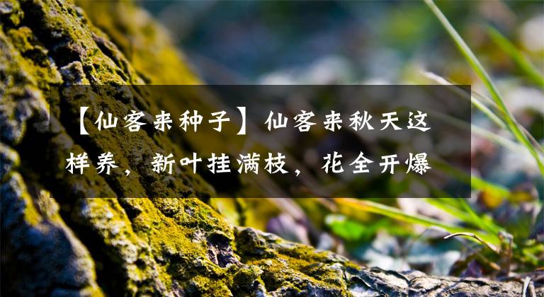 【仙客来种子】仙客来秋天这样养，新叶挂满枝，花全开爆盆