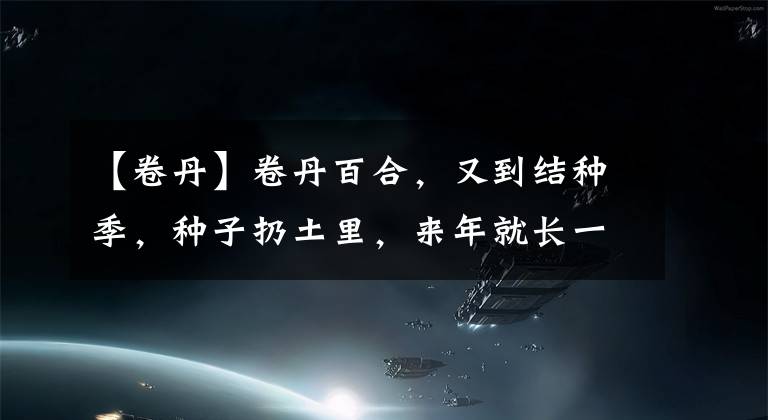 【卷丹】卷丹百合，又到结种季，种子扔土里，来年就长一片，开花超壮观