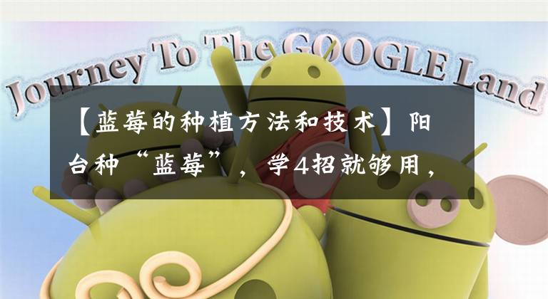 【蓝莓的种植方法和技术】阳台种“蓝莓”，学4招就够用，叶绿花多，座果率高，一盆一百多
