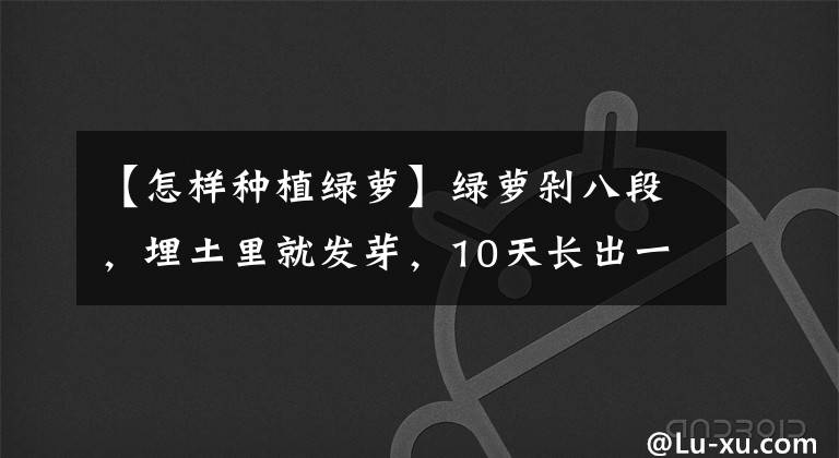 【怎样种植绿萝】绿萝剁八段，埋土里就发芽，10天长出一茬苗