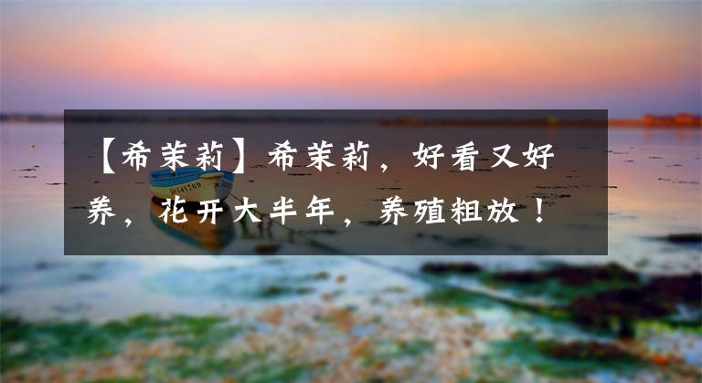 【希茉莉】希茉莉，好看又好养，花开大半年，养殖粗放！