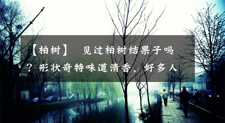 【柏树】 见过柏树结果子吗？形状奇特味道清香，好多人去山上抢着摘