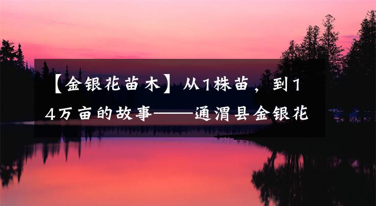 【金银花苗木】从1株苗，到14万亩的故事——通渭县金银花产业发展见闻