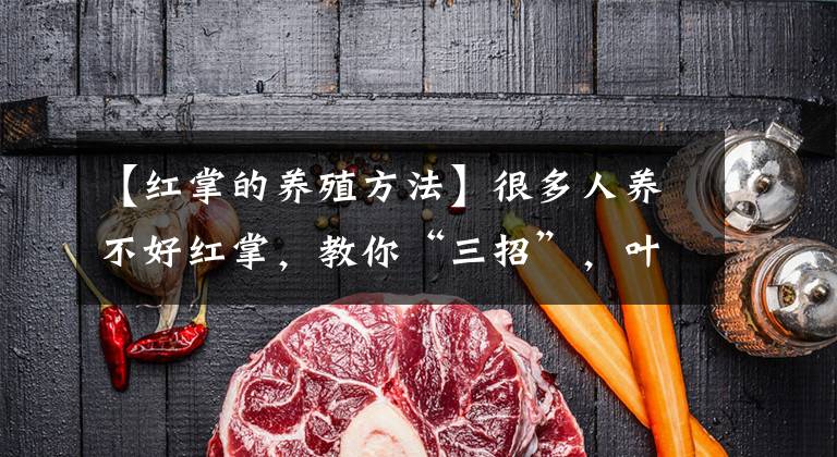 【红掌的养殖方法】很多人养不好红掌，教你“三招”，叶子又大又油亮