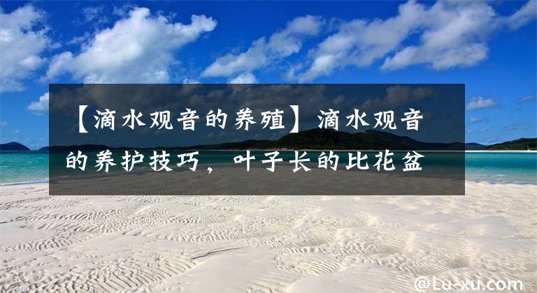 【滴水观音的养殖】滴水观音的养护技巧，叶子长的比花盆还大！