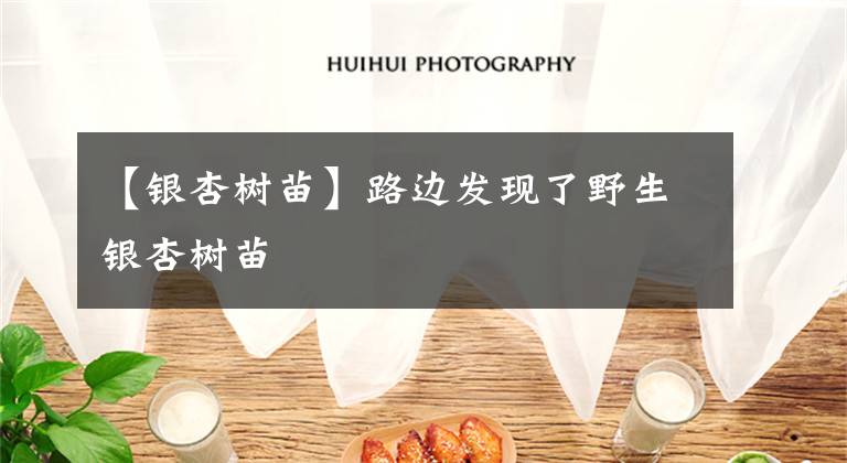 【银杏树苗】路边发现了野生银杏树苗