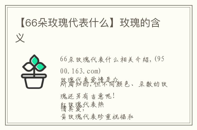 【66朵玫瑰代表什么】玫瑰的含义