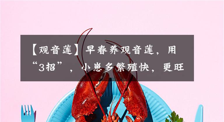 【观音莲】早春养观音莲，用“3招”，小崽多繁殖快，更旺盛，叶色漂亮