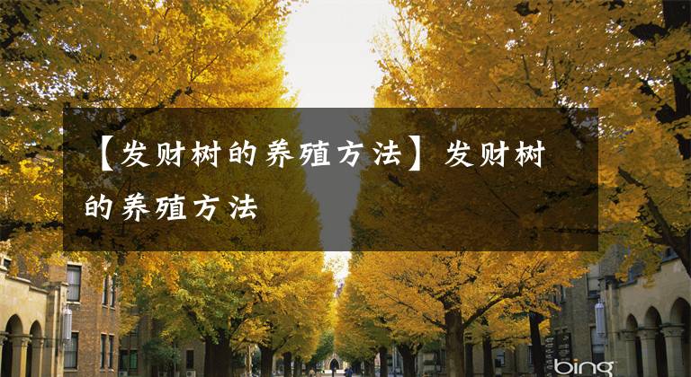 【发财树的养殖方法】发财树的养殖方法