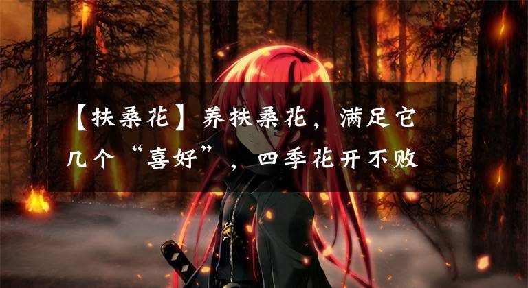 【扶桑花】养扶桑花，满足它几个“喜好”，四季花开不败，天天有花赏