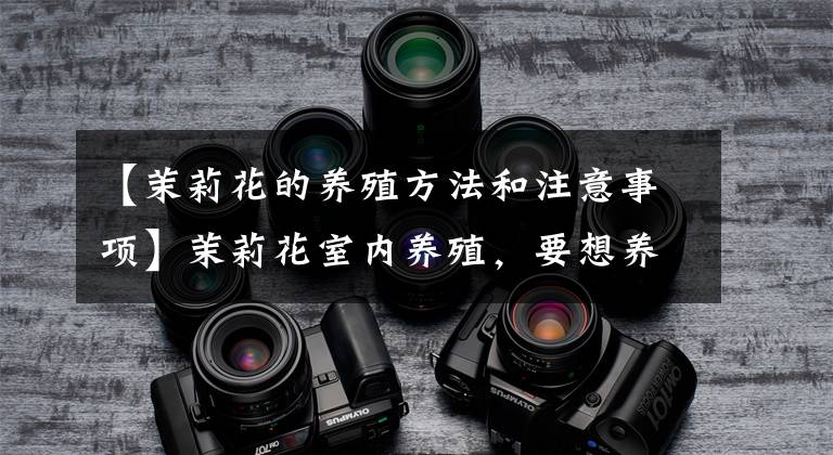 【茉莉花的养殖方法和注意事项】茉莉花室内养殖，要想养殖不出问题，这5点要注意