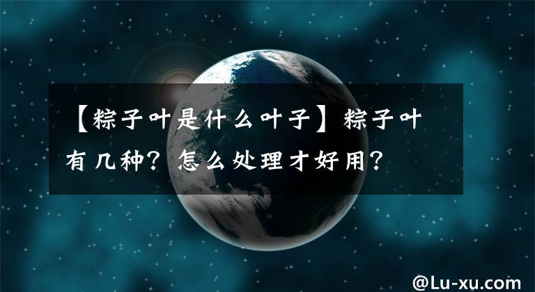 【粽子叶是什么叶子】粽子叶有几种？怎么处理才好用？