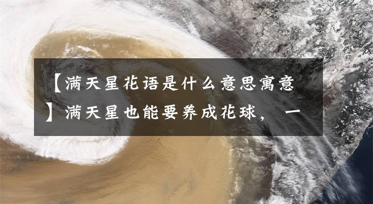 【满天星花语是什么意思寓意】满天星也能要养成花球， 一开就是几百朵，一年四季花开不断