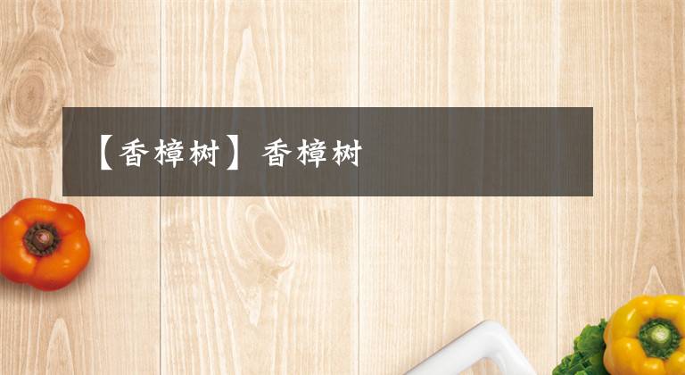 【香樟树】香樟树