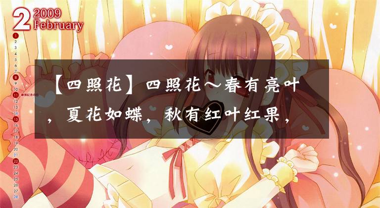 【四照花】四照花～春有亮叶，夏花如蝶，秋有红叶红果，极具观赏价值