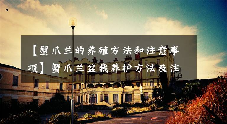 【蟹爪兰的养殖方法和注意事项】蟹爪兰盆栽养护方法及注意事项
