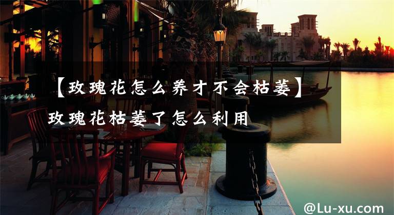 【玫瑰花怎么养才不会枯萎】玫瑰花枯萎了怎么利用