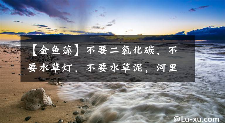【金鱼藻】不要二氧化碳，不要水草灯，不要水草泥，河里就能捡来养的水草