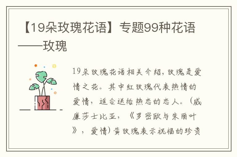 【19朵玫瑰花语】专题99种花语——玫瑰